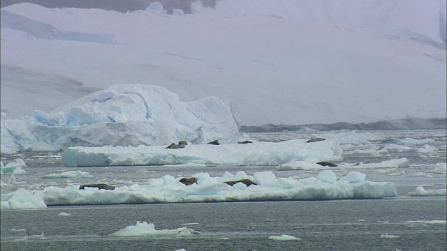 海豹躺在浮冰上视频素材