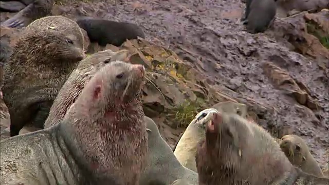 雄性海狗打架视频素材