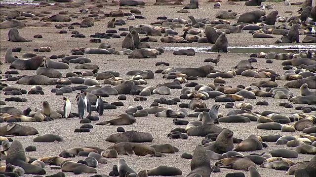 海豹和少数企鹅视频素材