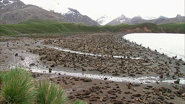 海狗殖民地视频素材