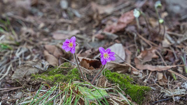 亚洲Hepatica Nakai wilting视频素材