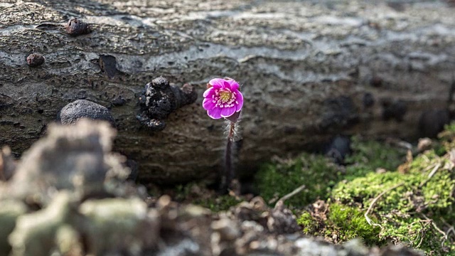 亚洲Hepatica Nakai blooming视频素材