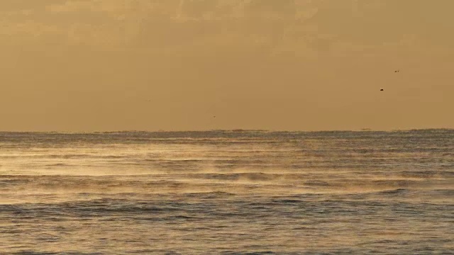 海面上海鸥和人的剪影视频素材