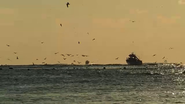 海鸥和海上的船只视频素材