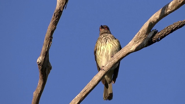 女性figbird跳视频下载