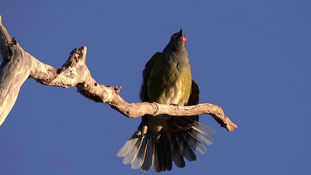 Figbird飞走视频下载