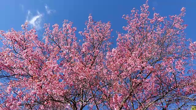 樱花的花视频素材