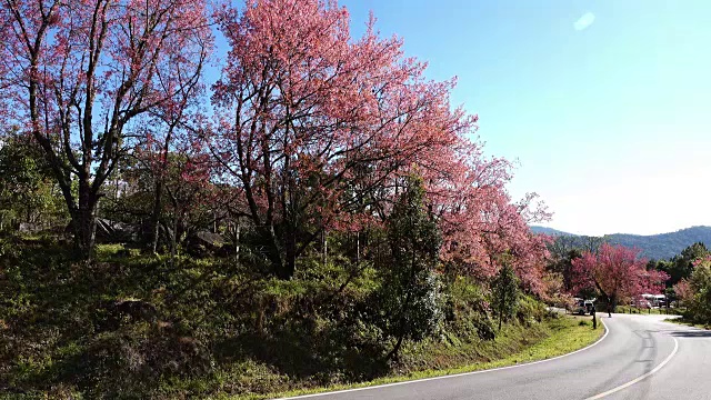 樱花的花视频素材