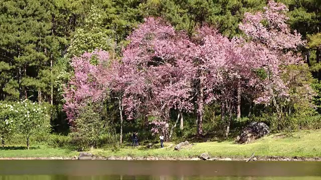 樱花的花视频素材