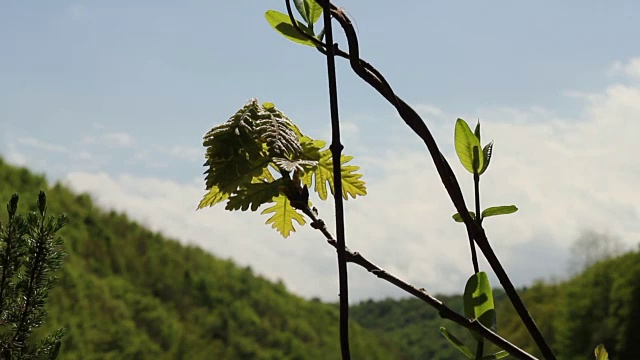 森林和发芽视频素材