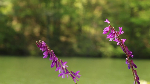 湖泊和紫色的花朵视频素材