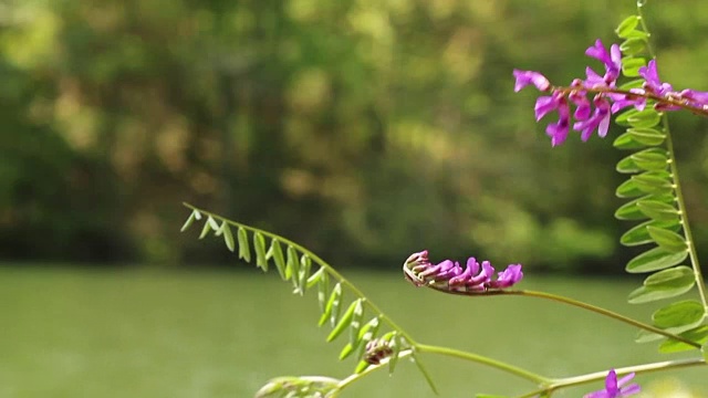 湖泊和紫色的花朵视频素材