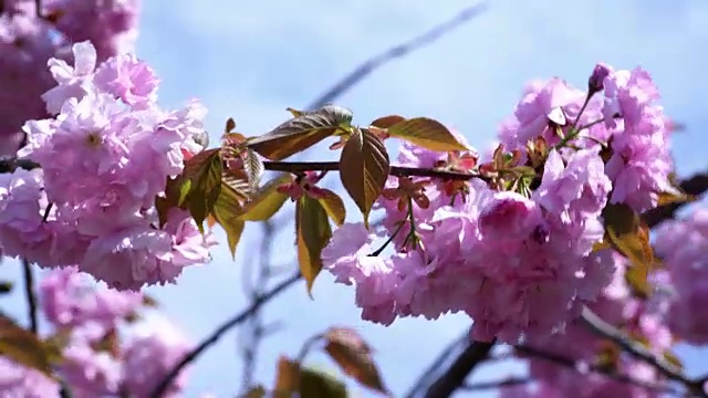 粉红色的樱花视频素材