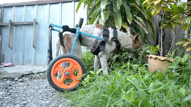 一只残疾狗坐在轮椅上吃草视频素材