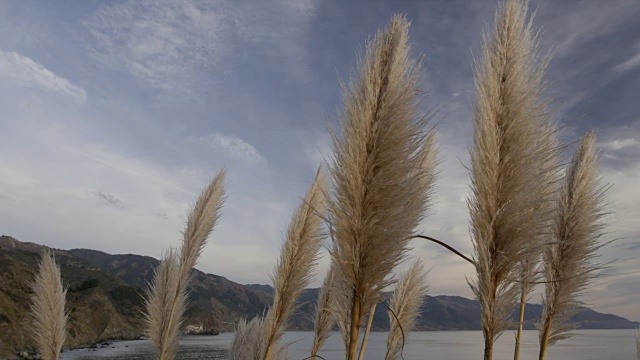 海岸上的潘帕斯草随风飘动视频素材