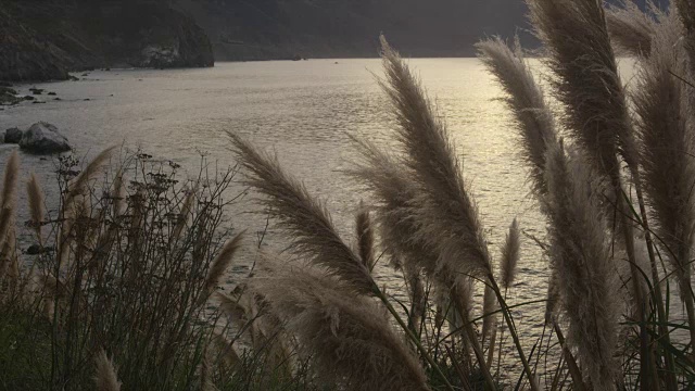 潘帕斯草俯瞰海洋海岸线视频素材