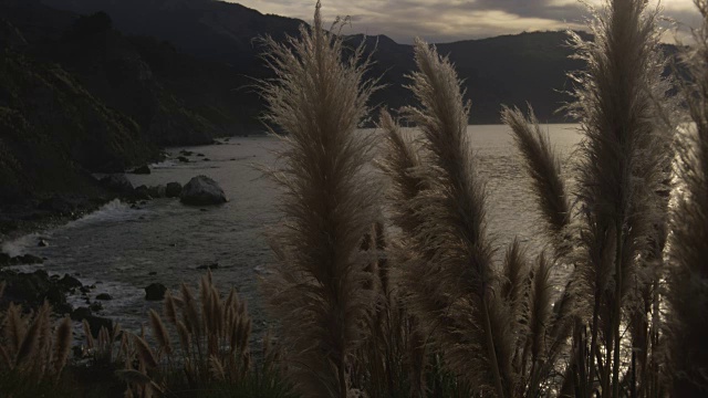 潘帕斯草俯瞰海洋海岸线视频素材