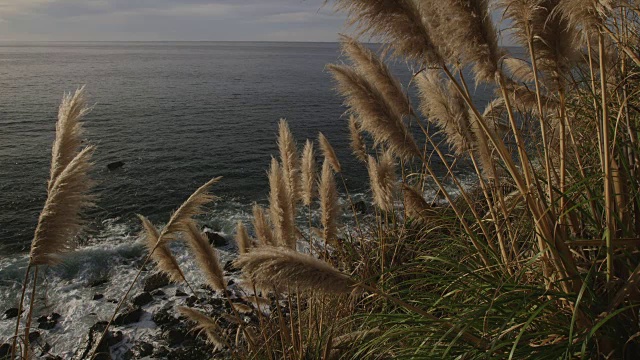 潘帕斯草随风飘荡，海浪拍打着海岸线视频素材