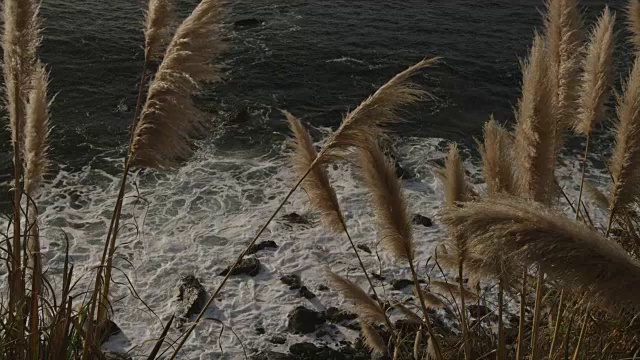 潘帕斯草随风飘荡，海浪拍打着海岸线视频素材