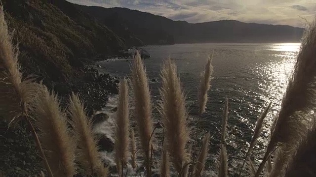 潘帕斯草随风飘荡，海浪拍打着海岸线视频素材