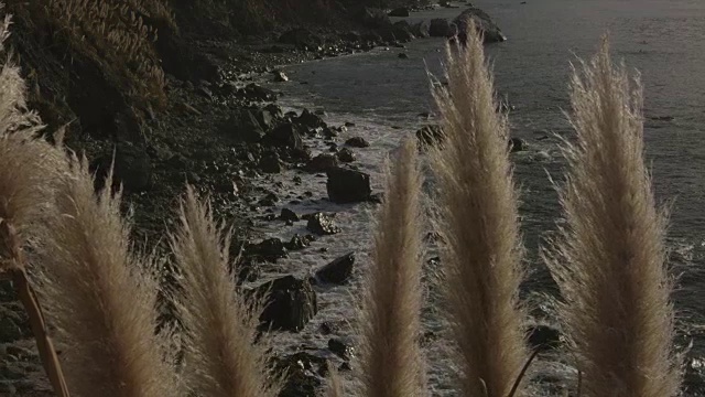 潘帕斯草随风飘荡，海浪拍打着海岸线视频素材