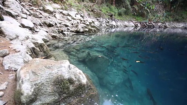 令人惊叹的大沼泽在山上有很多鱼在泰国。视频素材