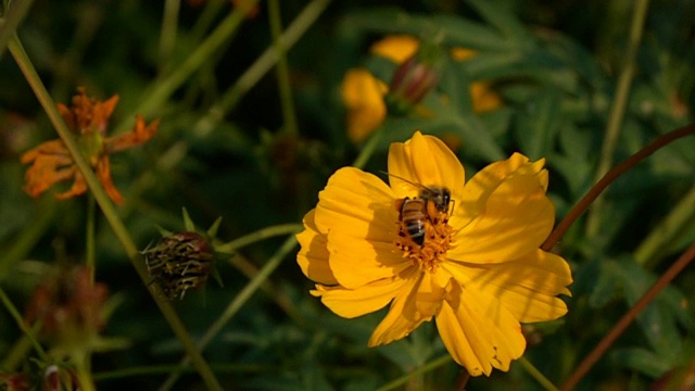 慢镜头，蜜蜂飞，雏菊花视频素材