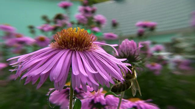 蜜蜂授粉花朵视频素材