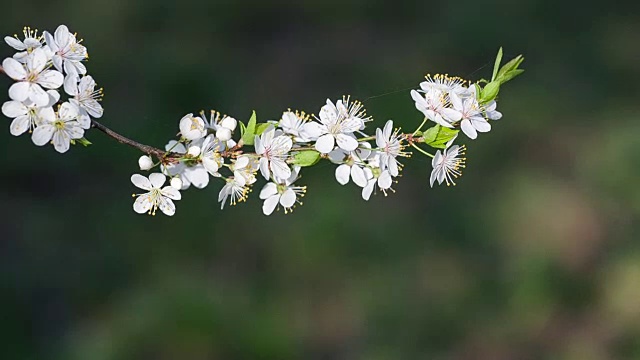 果树的白色花朵。视频素材