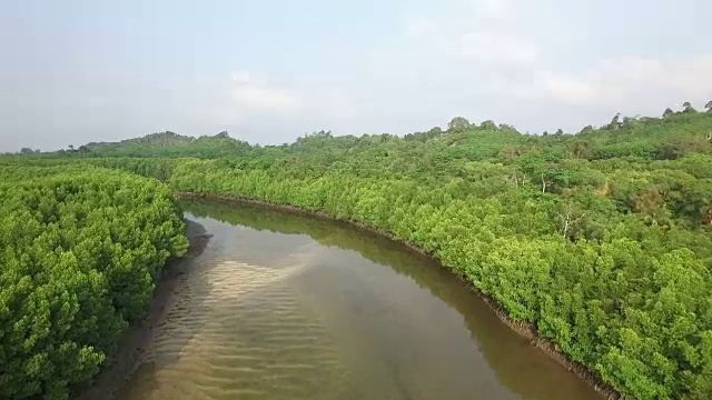 泰国红树林鸟瞰图视频素材