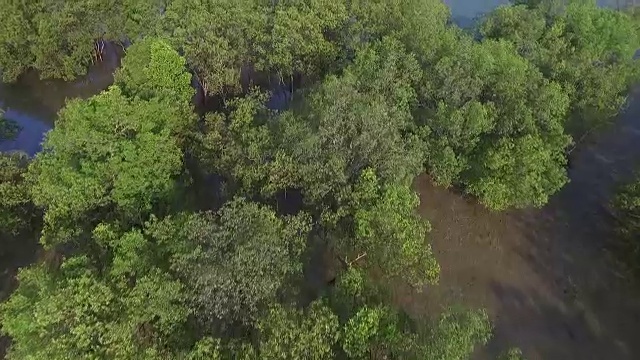 泰国红树林鸟瞰图视频素材