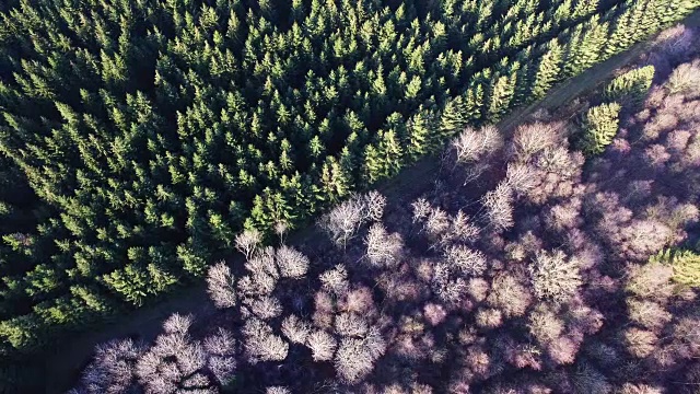 无人机拍摄了两种不同类型的森林视频下载