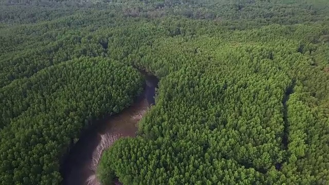 泰国红树林鸟瞰图视频素材