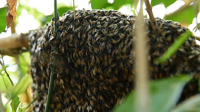 蜜蜂视频素材