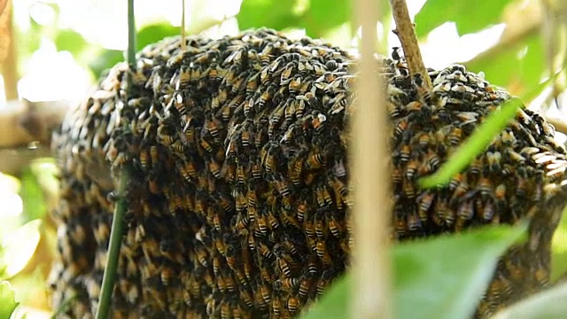 蜜蜂视频素材