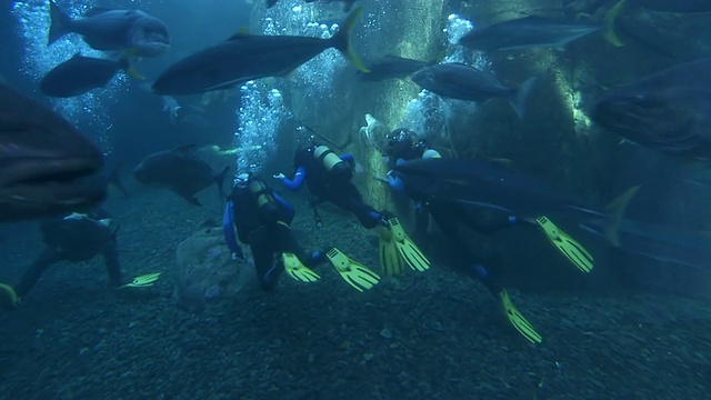 南非西开普水族馆，潜水员在鱼缸里游泳视频素材