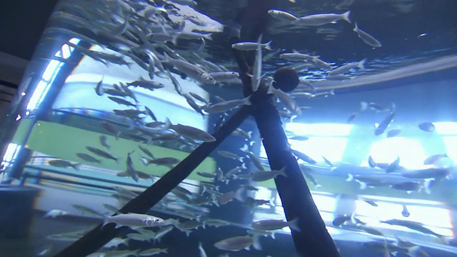 南非西开普水族馆鱼缸里的灰色鱼视频素材