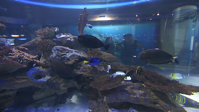 在南非西开普水族馆的鱼缸里游泳视频素材