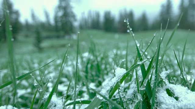 草地上的幻影雪_01视频下载