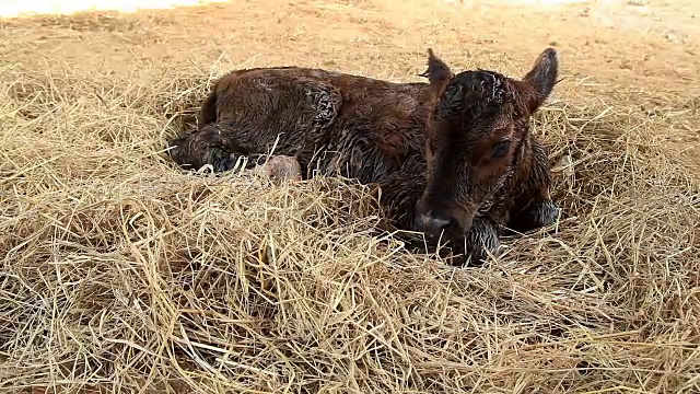 新生牛犊与缩小技术视频素材