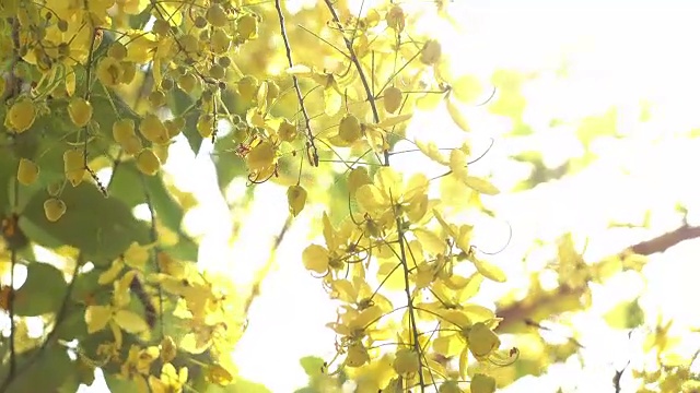 金雨黄花视频素材