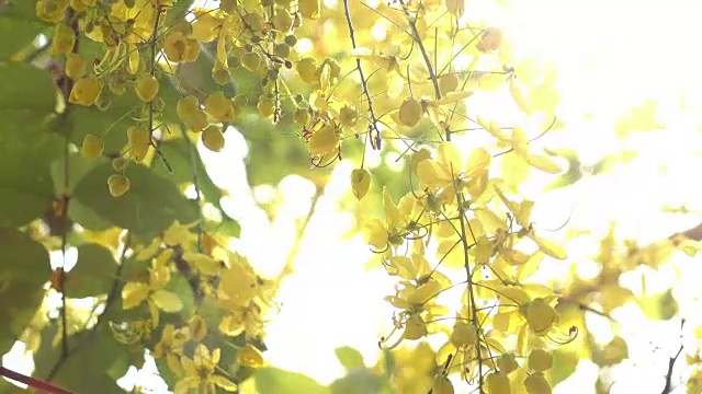 金雨黄花视频素材