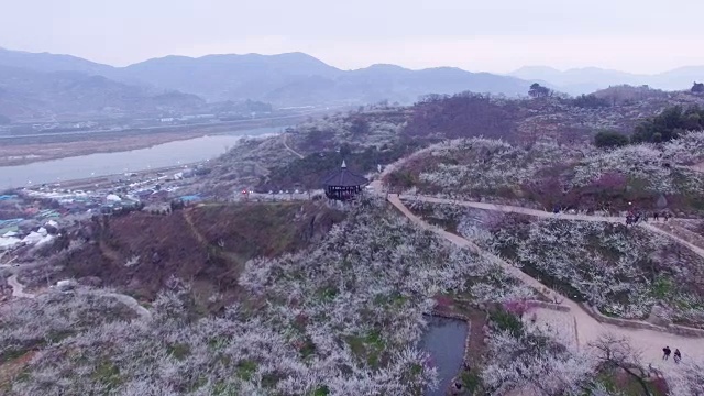 seomjinggang河边梅花村鸟瞰图(梅花旅游景点视频素材