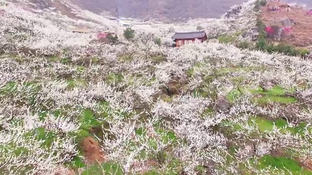 梅花村梅花山(梅花旅游景点)和韩国传统民居视频素材