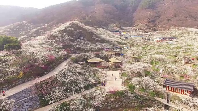 梅花村梅花山鸟瞰图及韩国传统民居视频素材