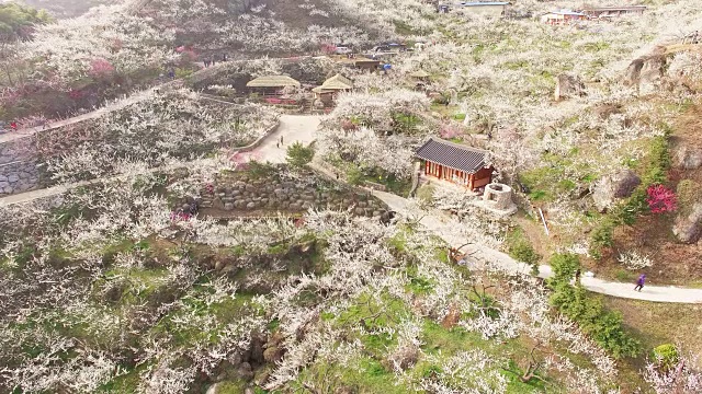 梅花村梅花山鸟瞰图及凉亭旁的小路视频素材