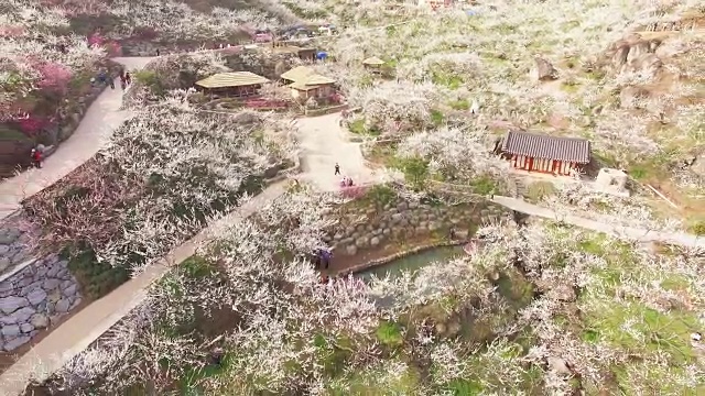 梅花村梅花山鸟瞰图及凉亭视频素材