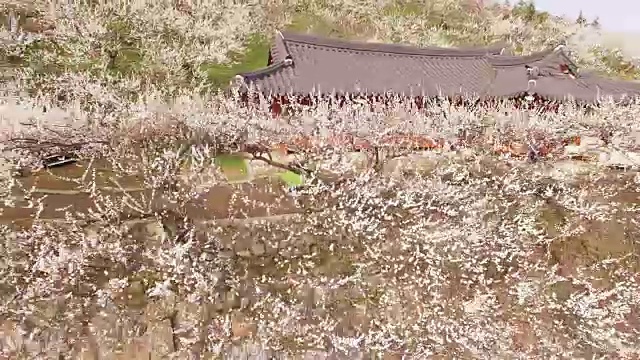 梅花村韩国传统民居旁的梅花景观(梅花旅游景点)视频素材