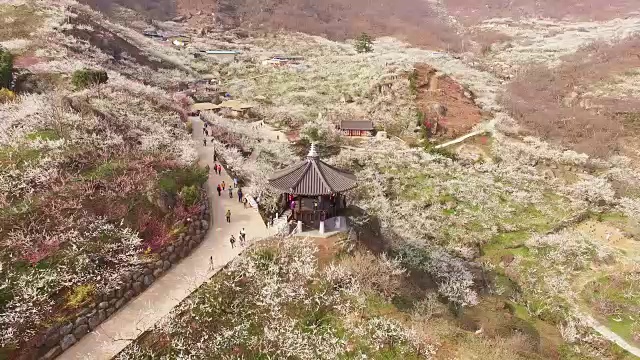 梅花村梅花山鸟瞰图及凉亭视频素材