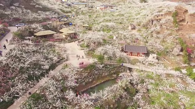 梅花村(梅花旅游景点)和Seomjingang河的梅花鸟瞰图视频素材